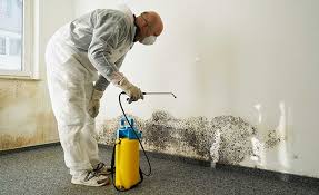 Professional Mold Inspection in Vacaville, CA