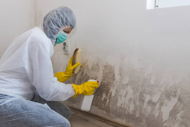 Mold Documentation for Insurance Claims in Vacaville, CA